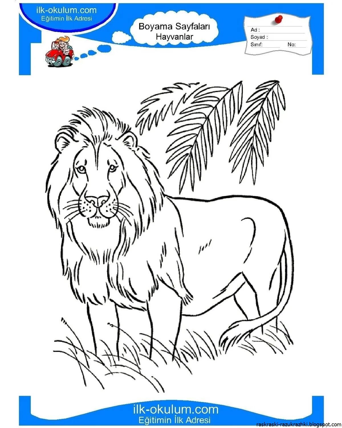 African lion #16