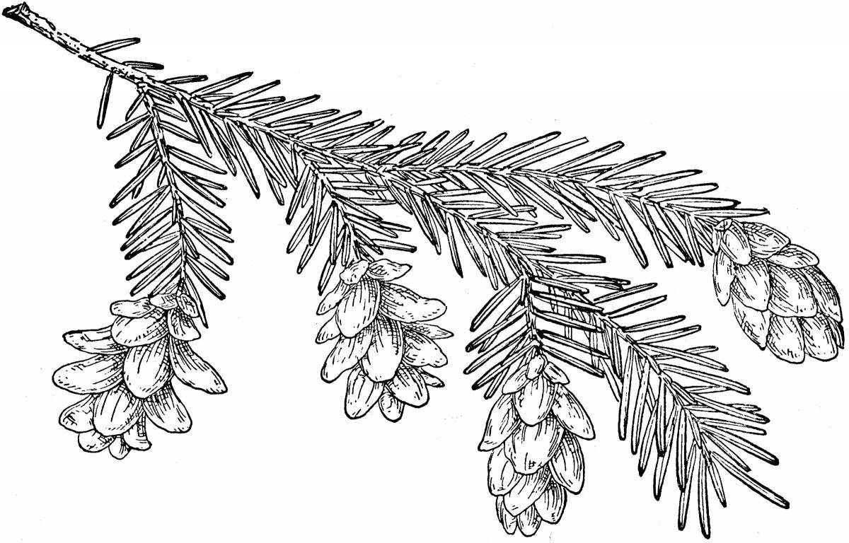 Majestic Christmas tree branch coloring page