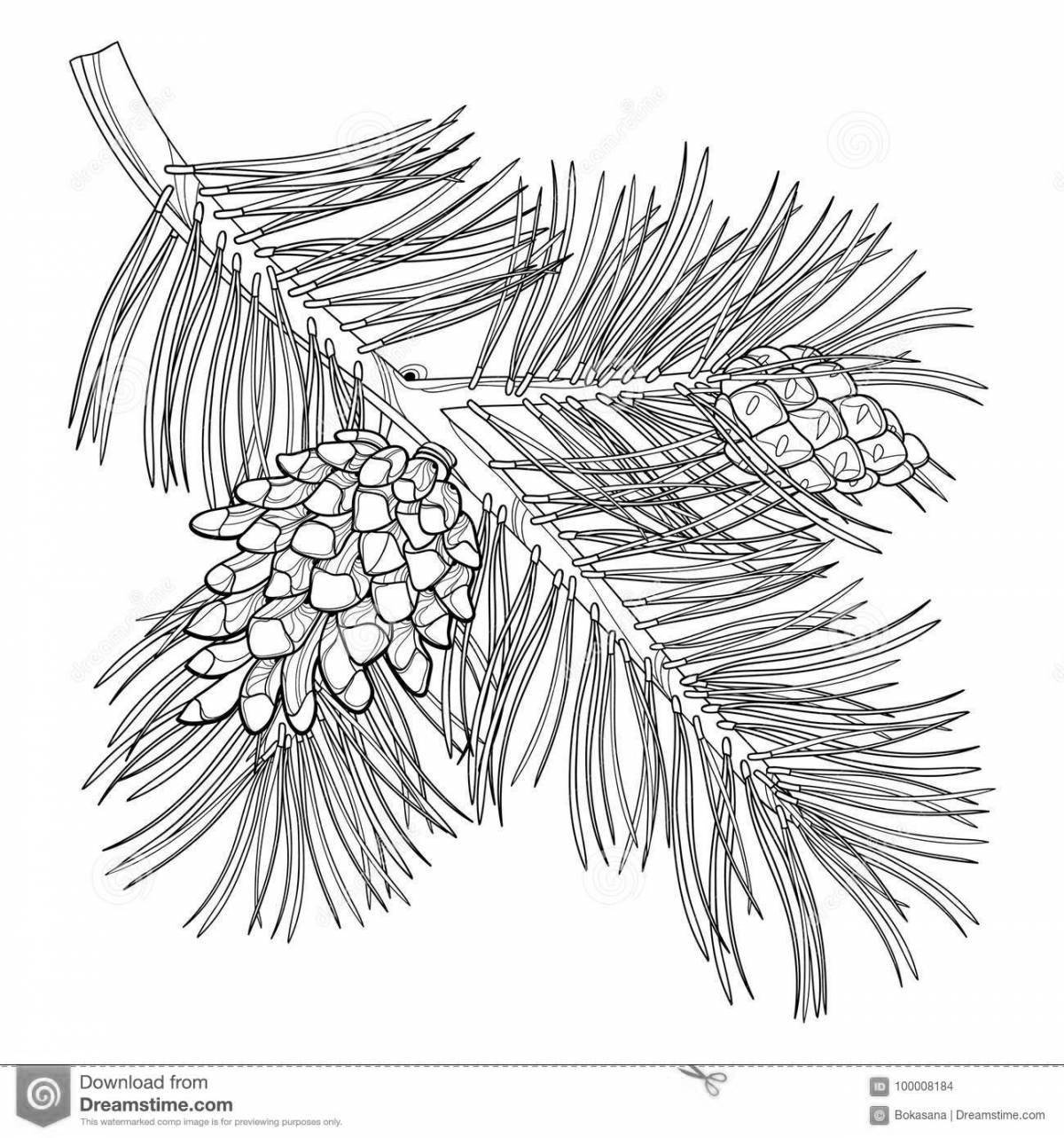 Photo Beautiful coloring of the Christmas tree branch