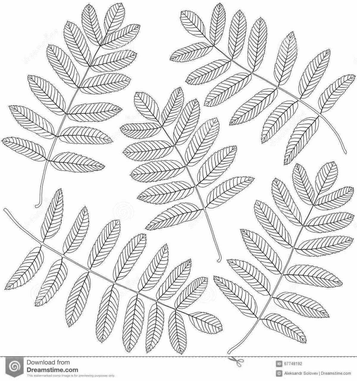 Bright rowan leaf coloring page