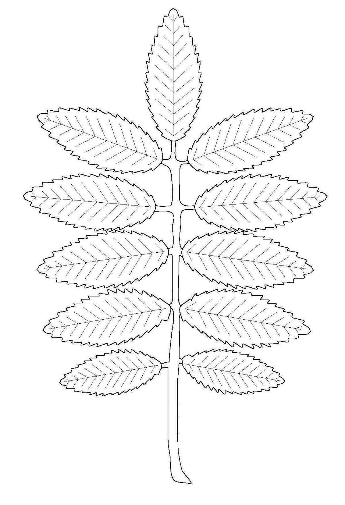 Majestic rowan leaf coloring page