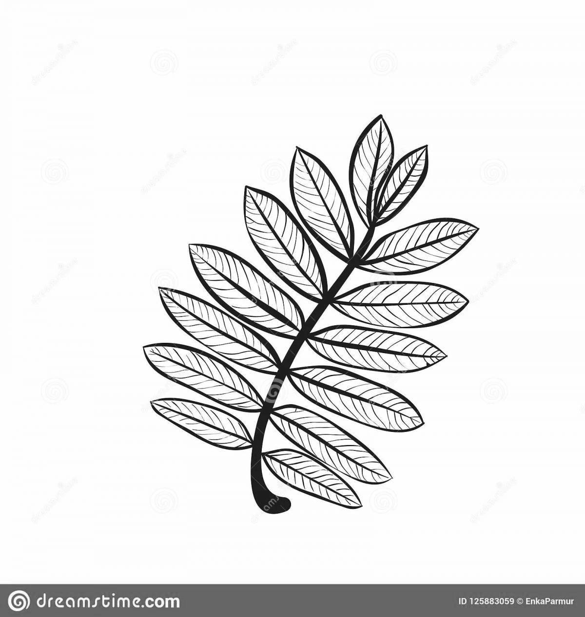 Adorable rowan leaf coloring page