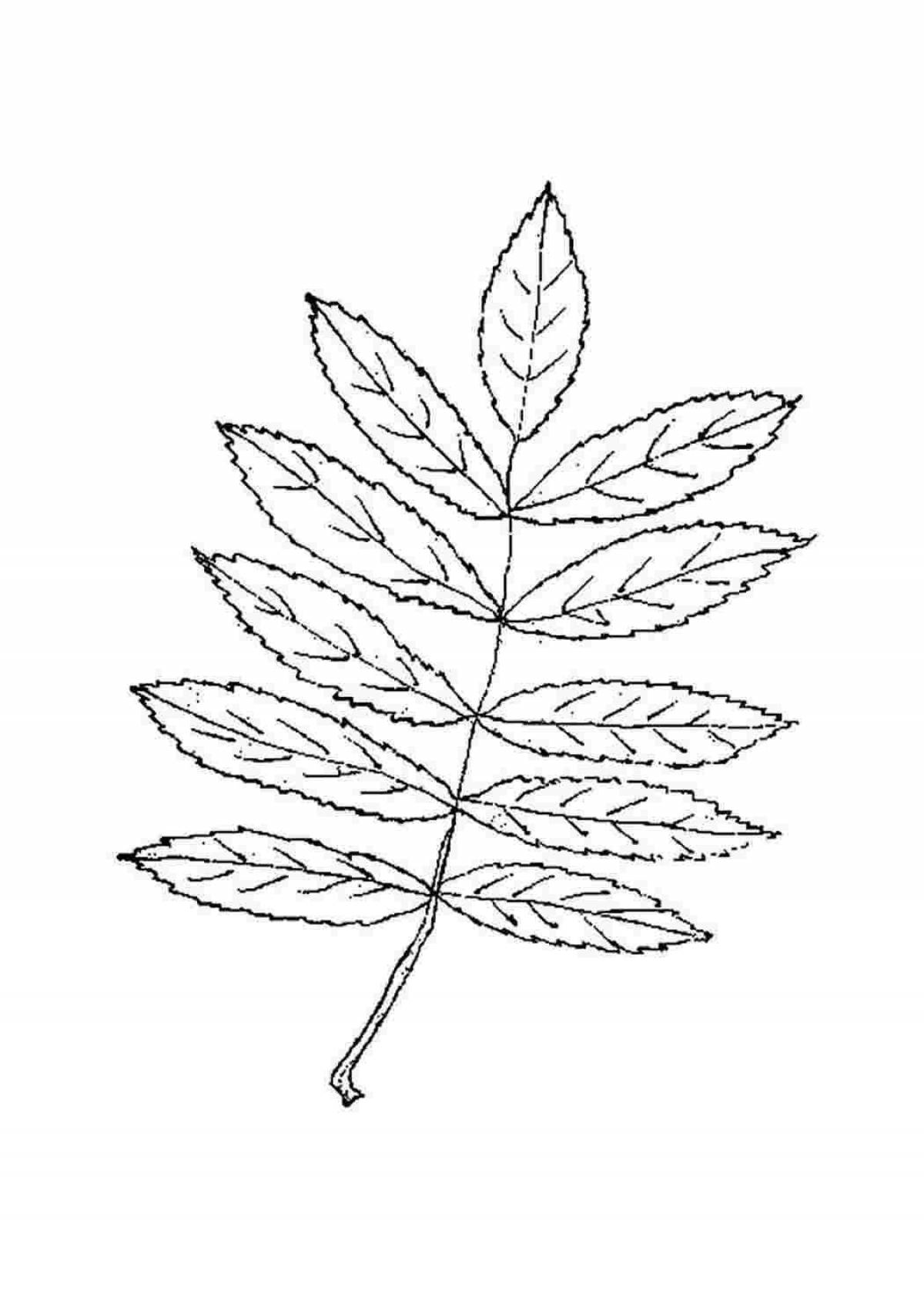 Gorgeous rowan leaf coloring page