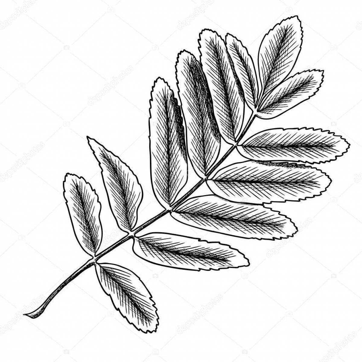 Awesome rowan leaf coloring page