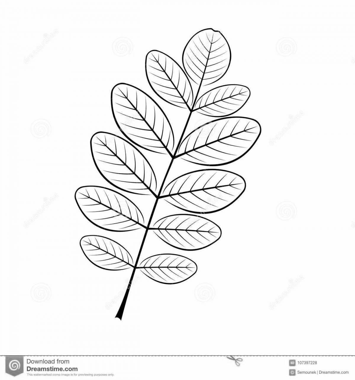 Welcoming rowan leaf coloring pages