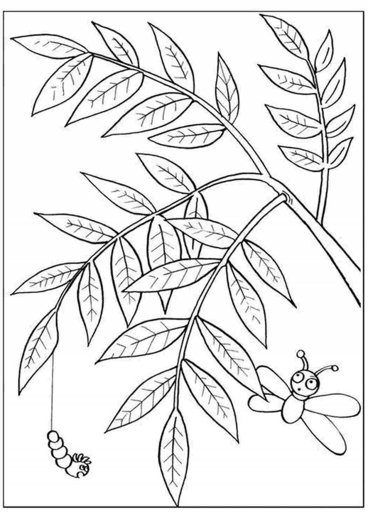 Привлекательная страница раскраски листьев рябины