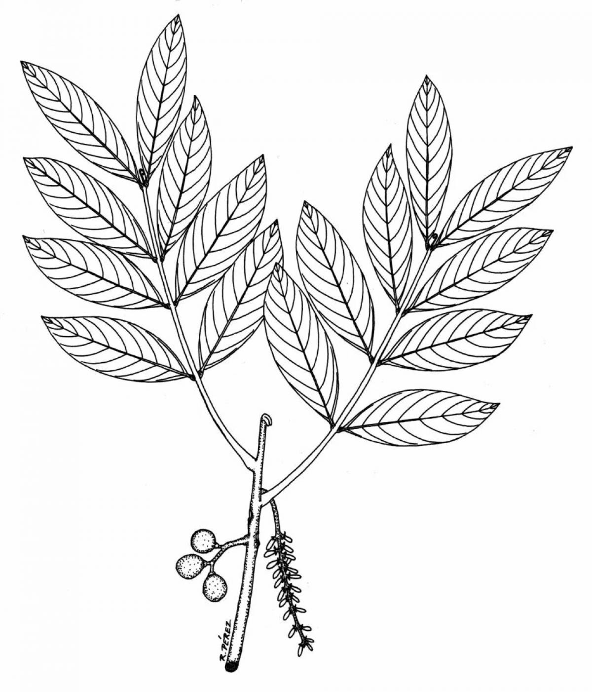 Coloring page magical rowan leaf