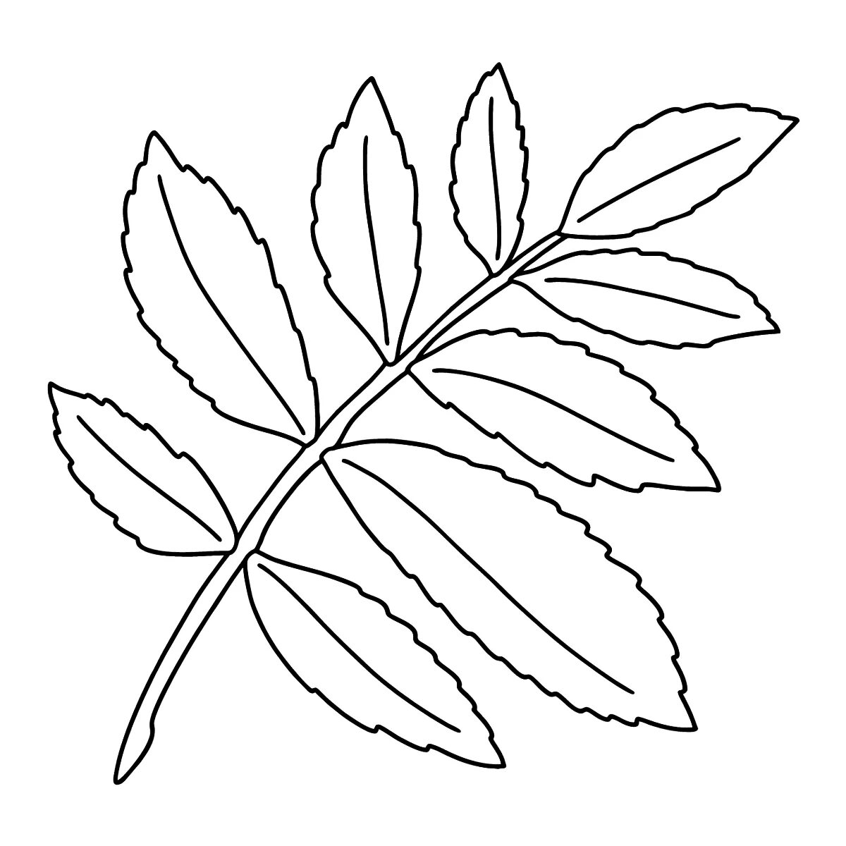 Mysterious rowan leaf coloring page