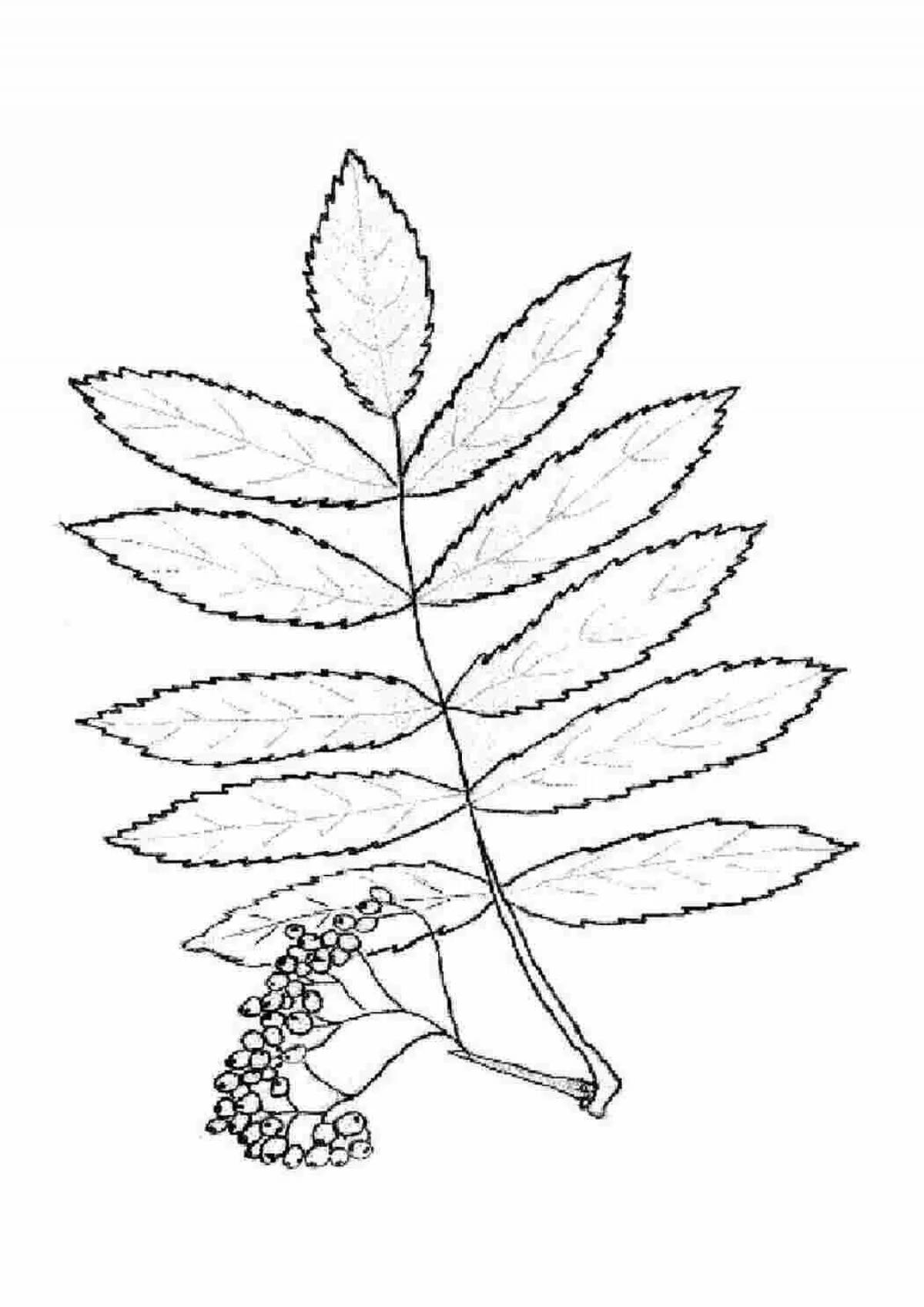 Rare rowan leaf coloring page