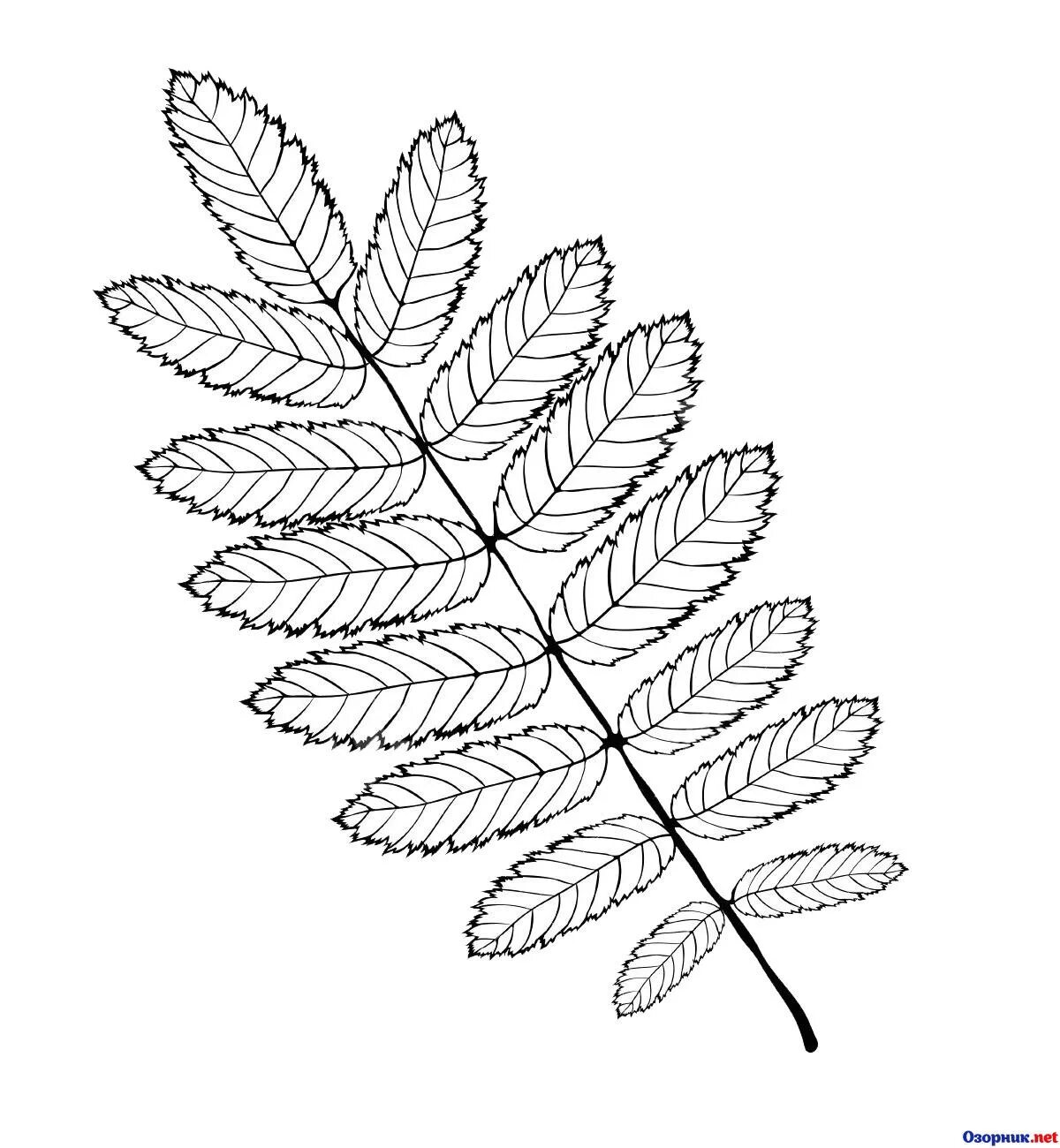 Coloring page unusual rowan leaf