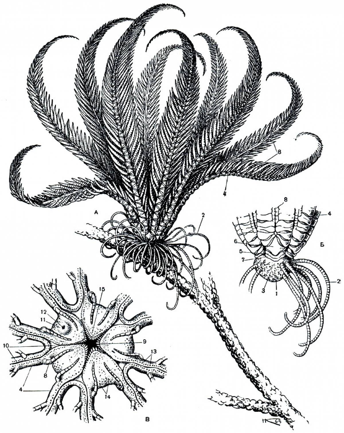 Строение морской. Crinoidea морские лилии. Иглокожие морская Лилия. Морская Лилия бесстебельчатая. Морские лилии палеозойской эры.