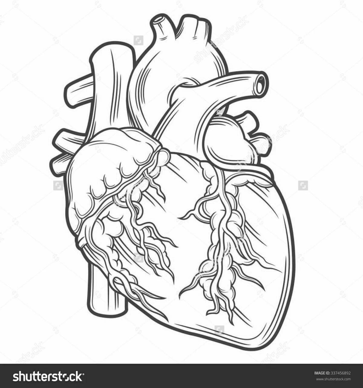 Radiant coloring page heart organ
