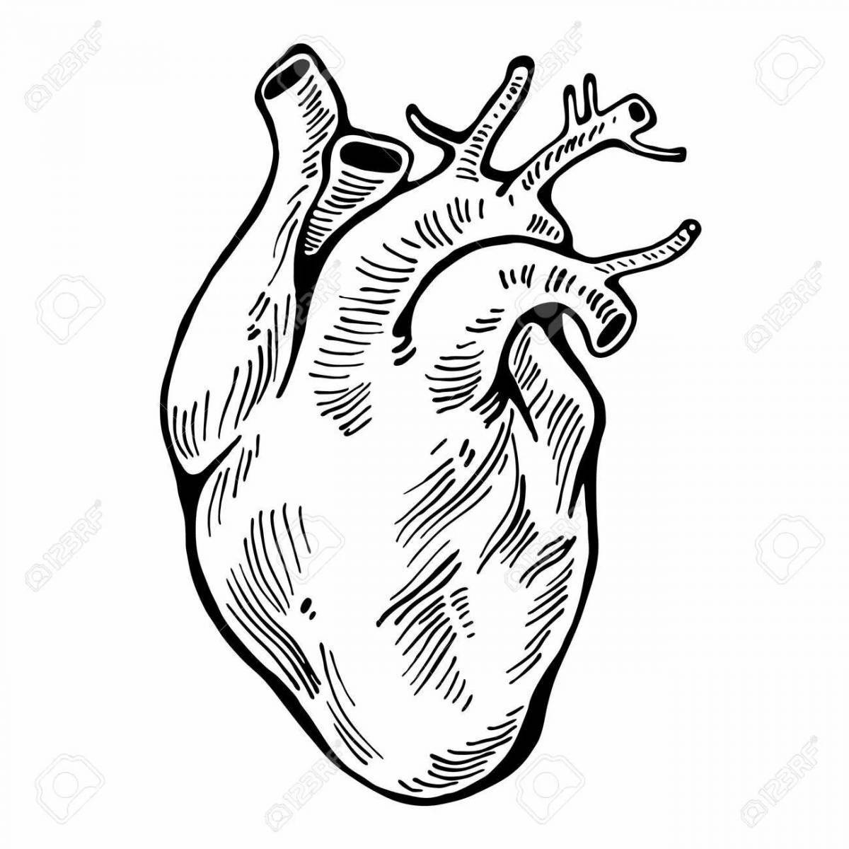 Веселая раскраска сердце орган