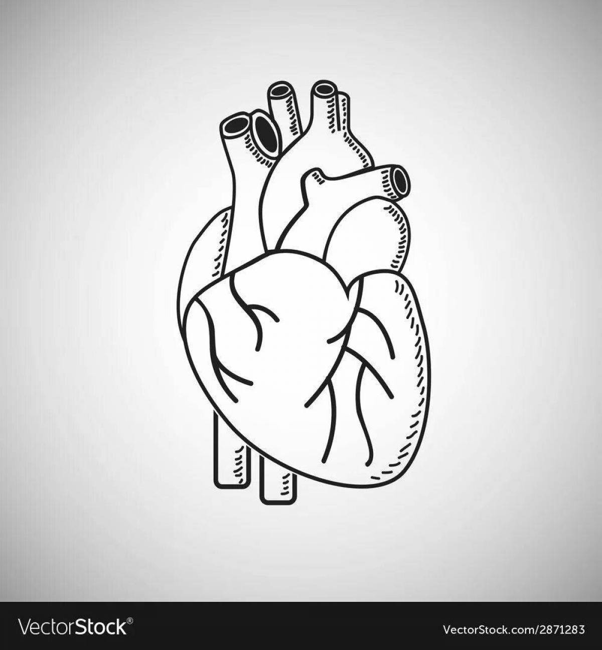 Delightful coloring of the heart organ