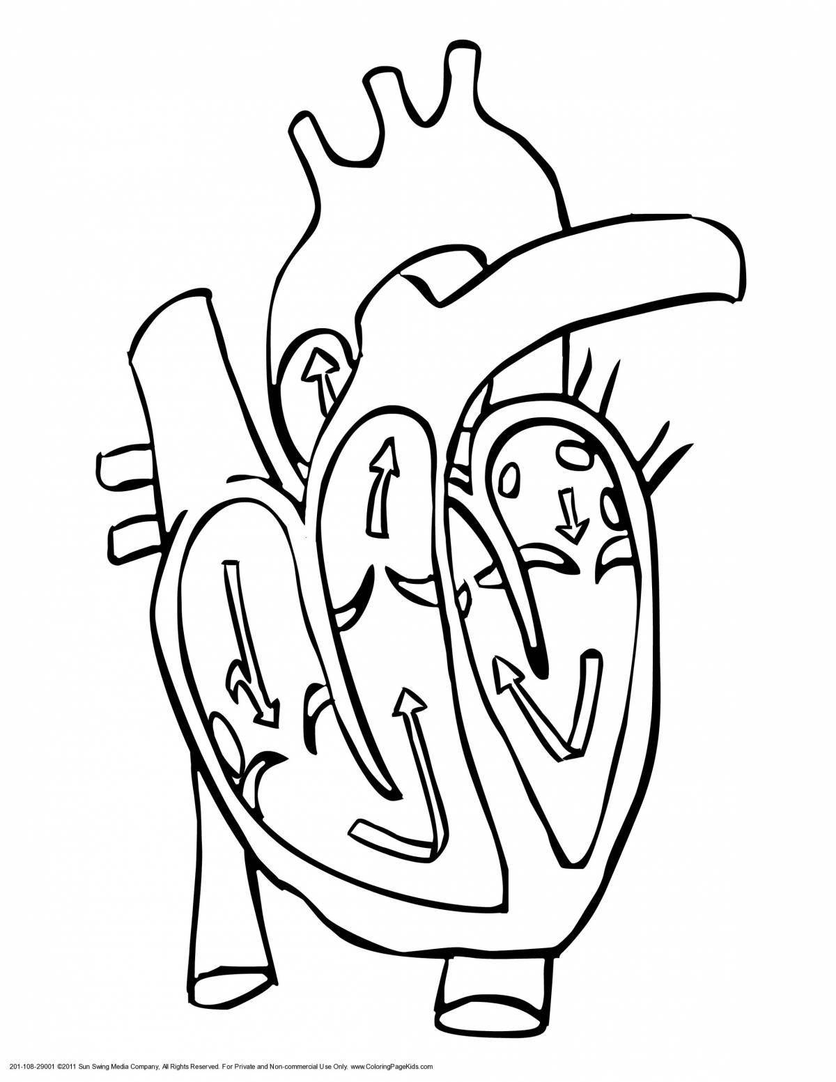 Чудесная раскраска сердце орган