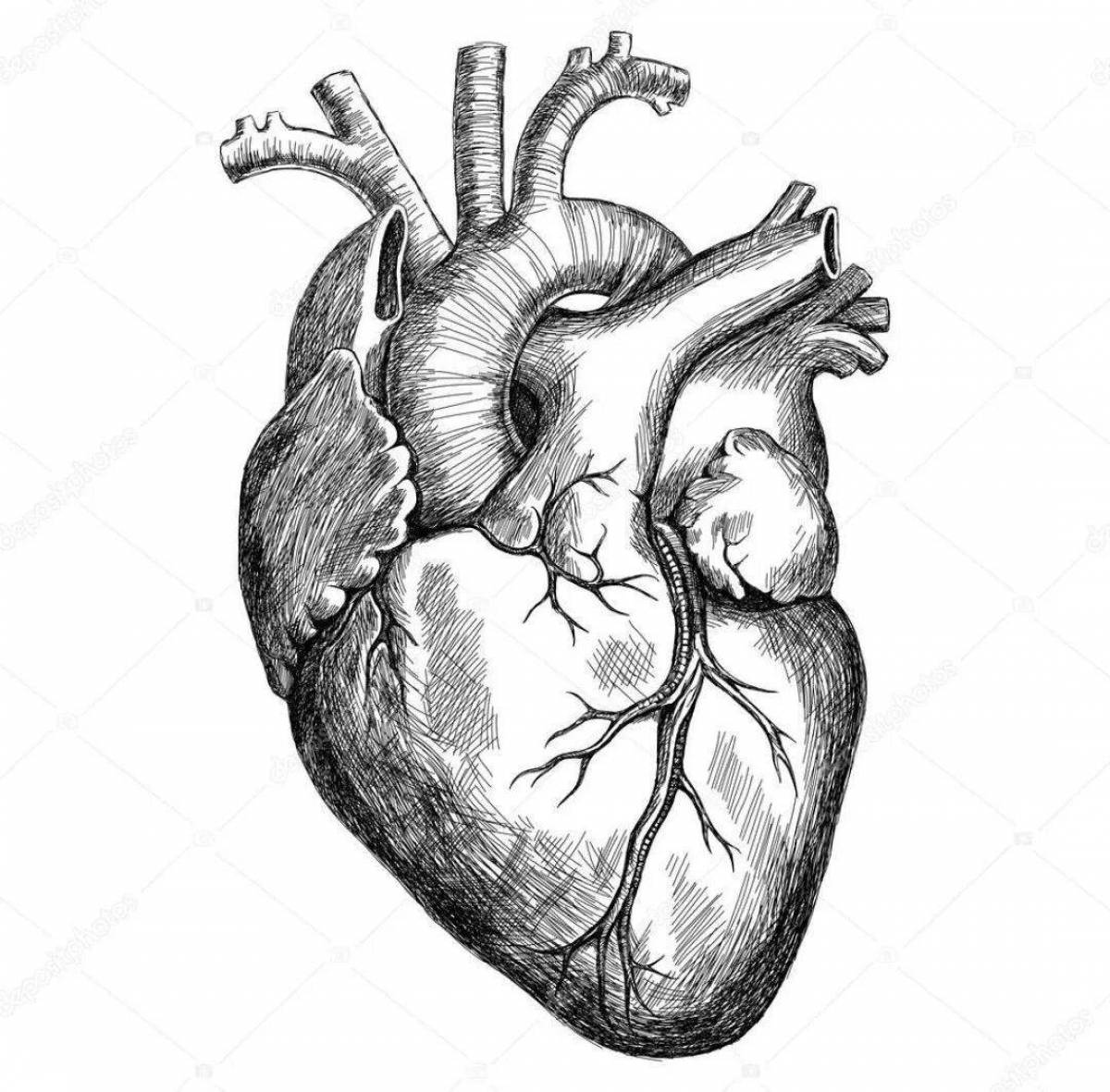 Grand coloring page heart organ