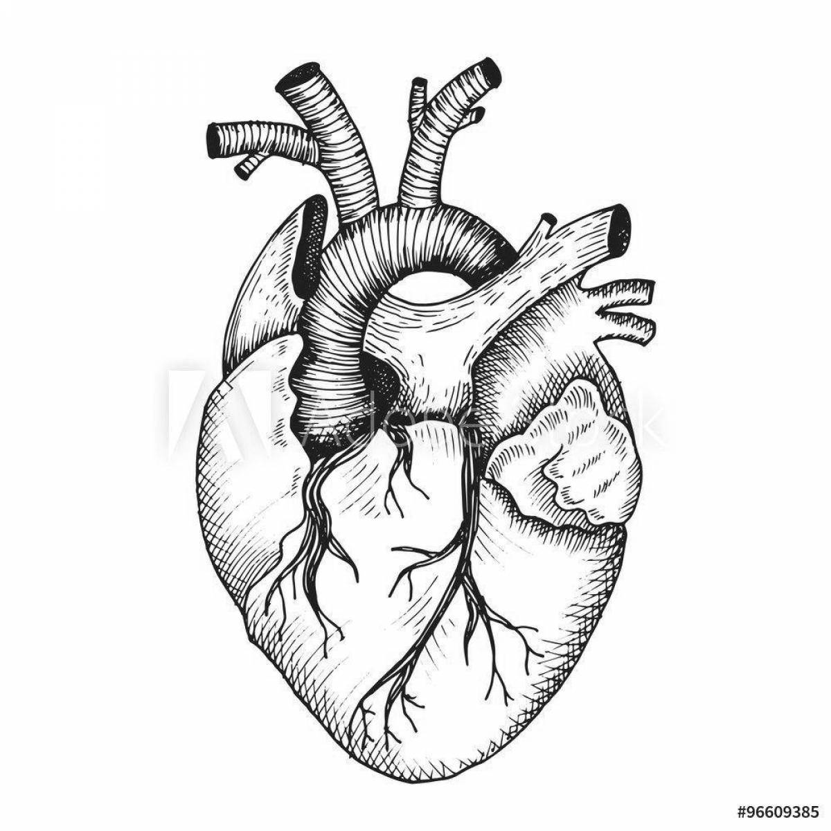 Elegant heart organ coloring book
