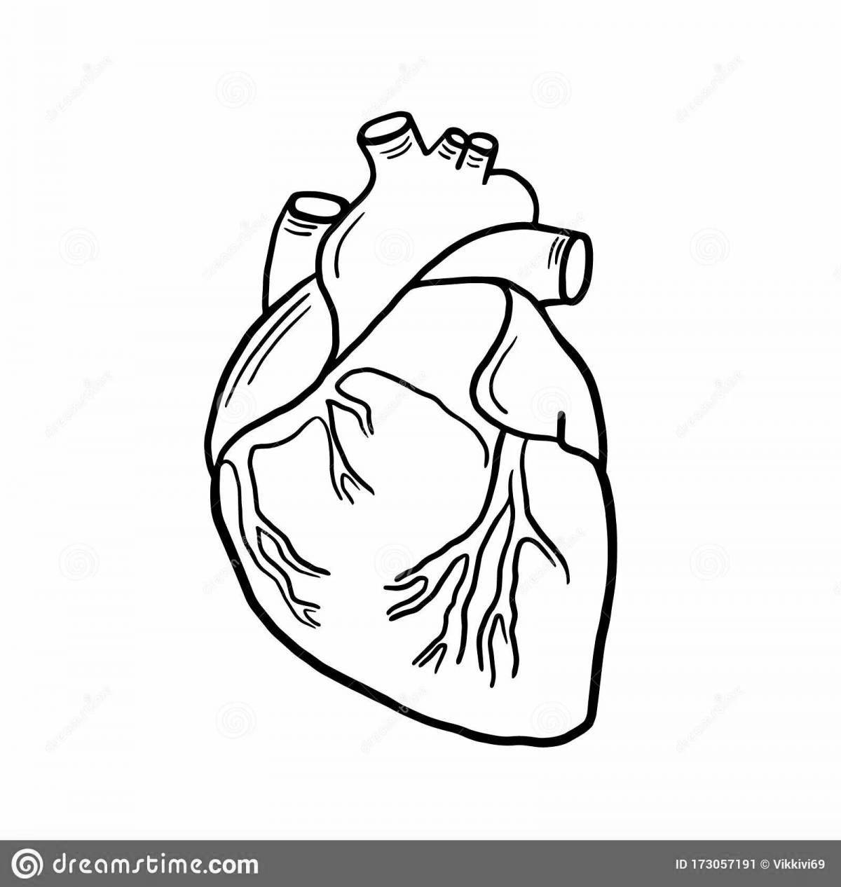 Модная раскраска сердце орган
