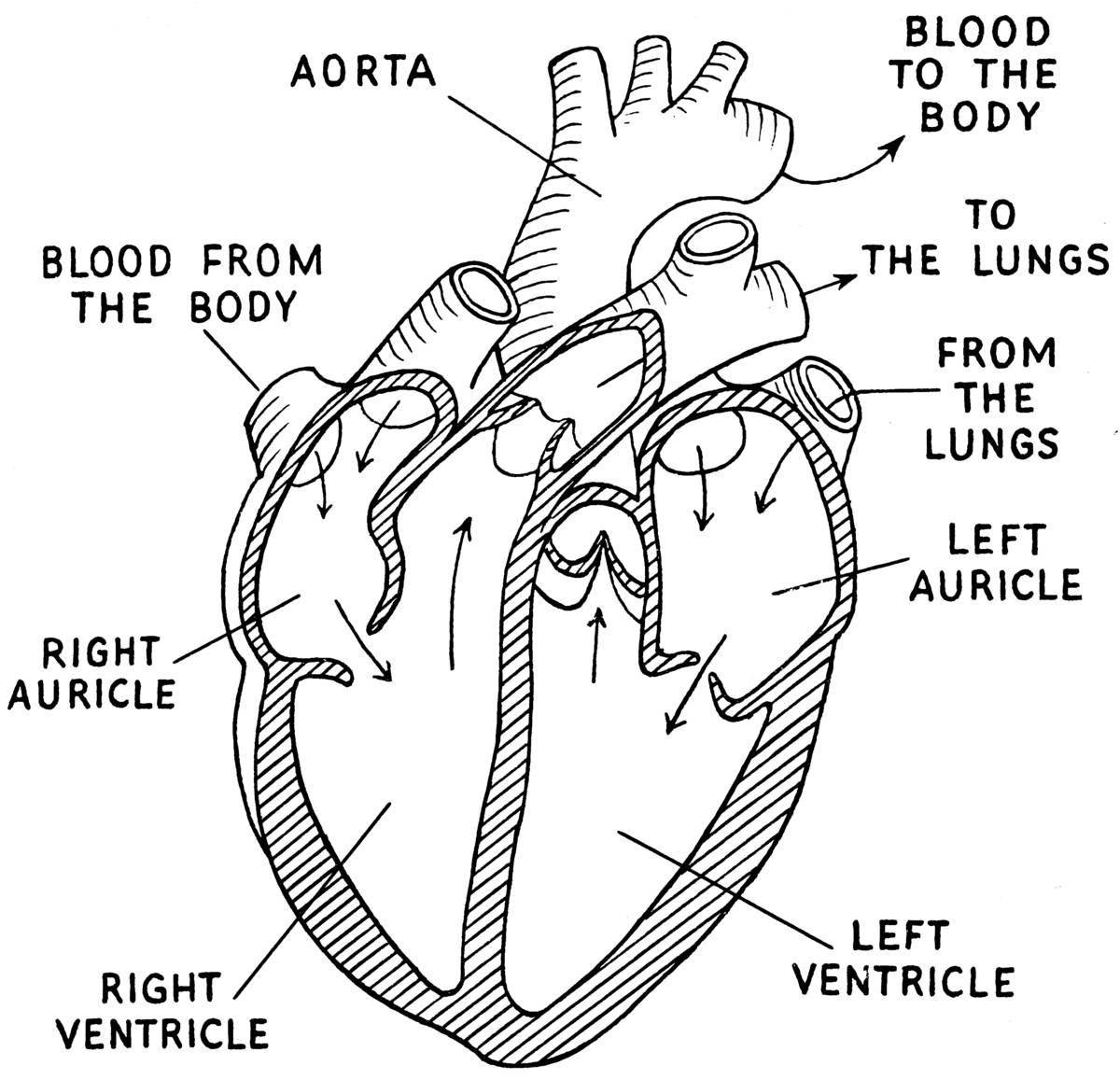 Playful coloring of the heart organ