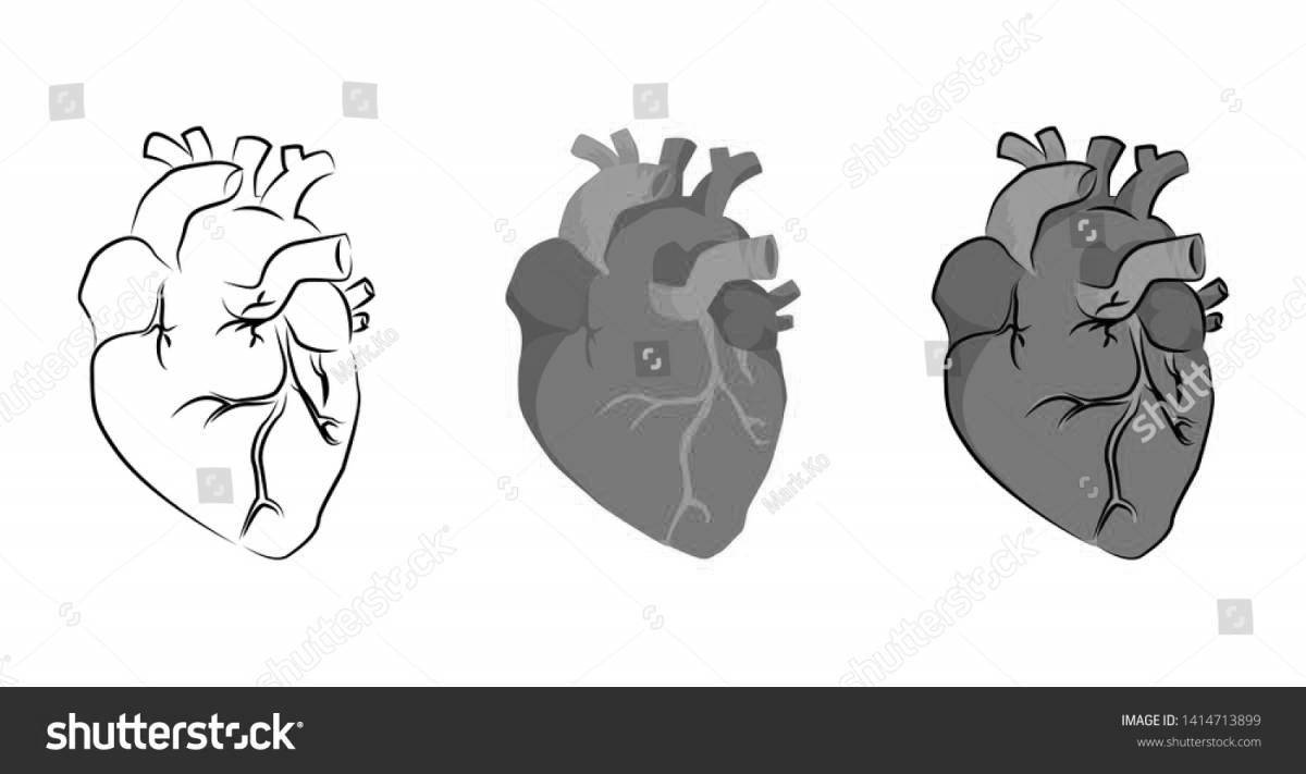 Анимированная раскраска сердце орган