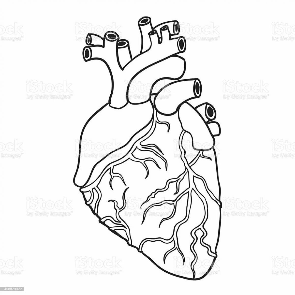 Забавная раскраска сердце орган