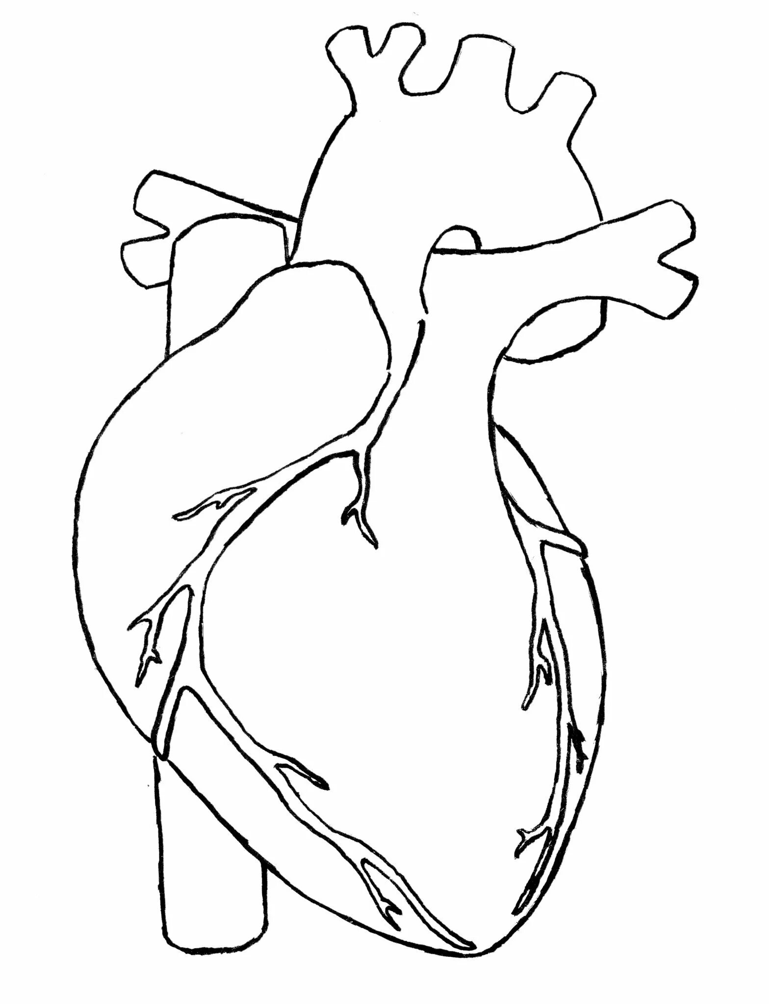 Креативная раскраска сердечный орган