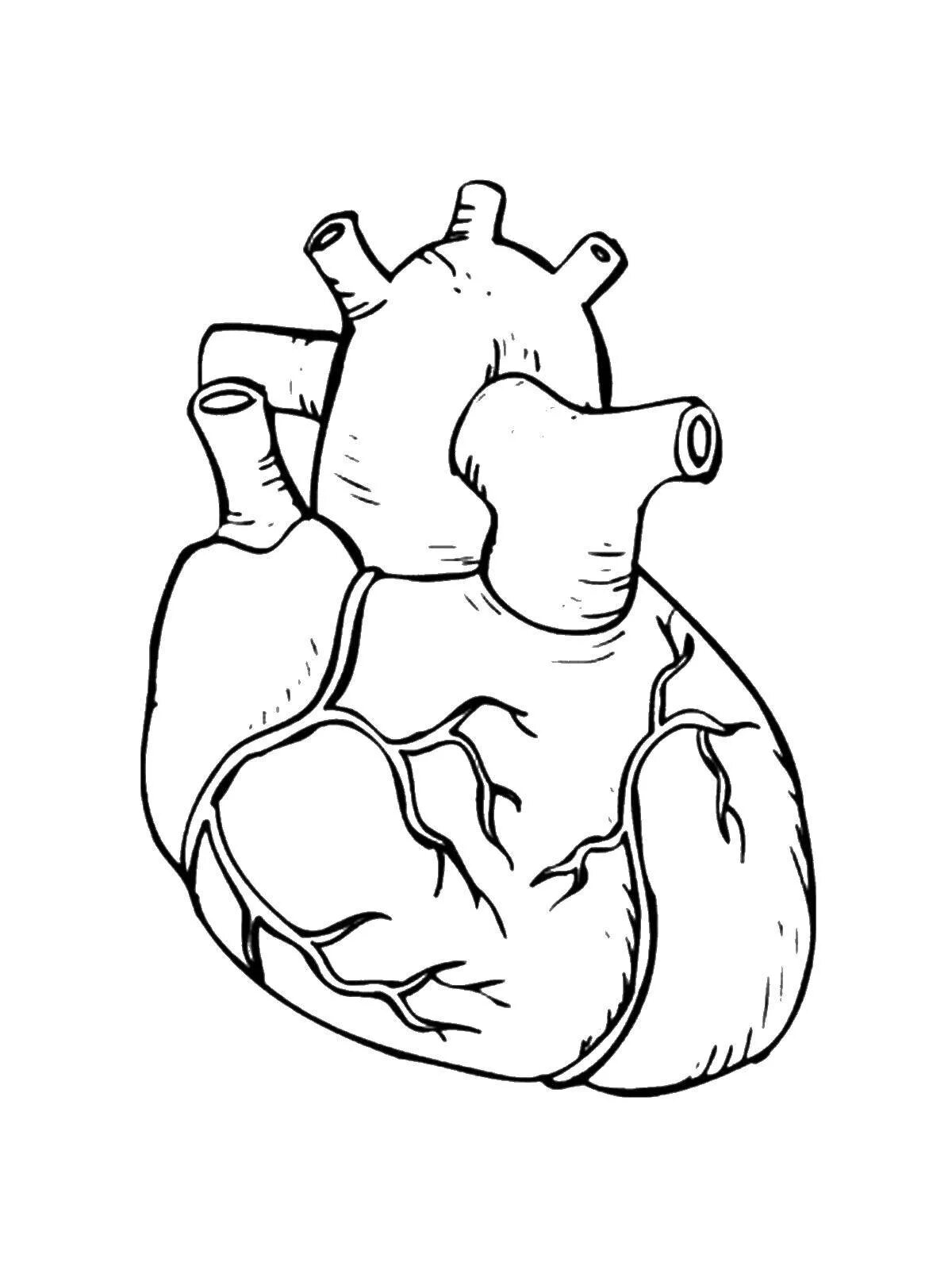 Инновационная раскраска сердце орган