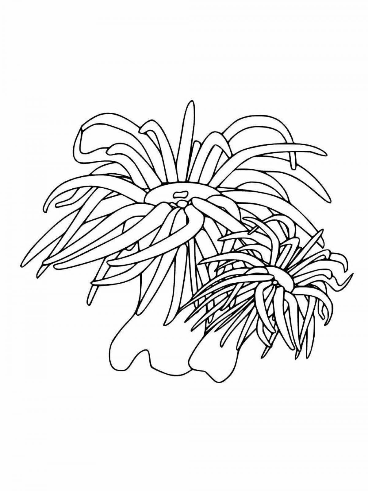 Photo Colorful sea lily coloring page