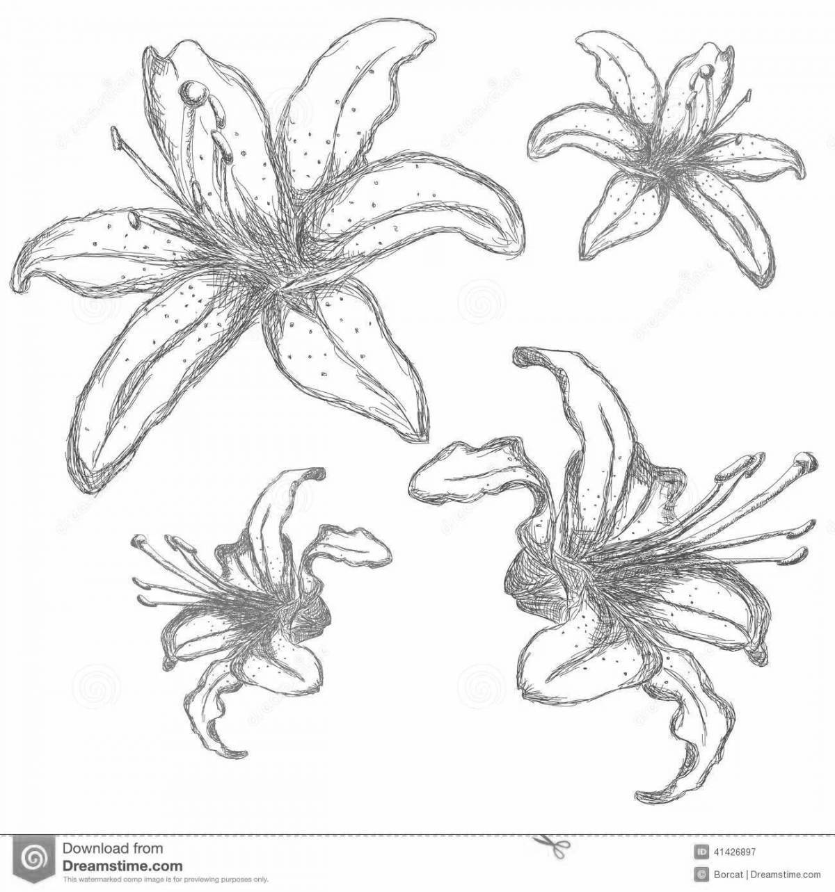 Photo Bright sea lily coloring page