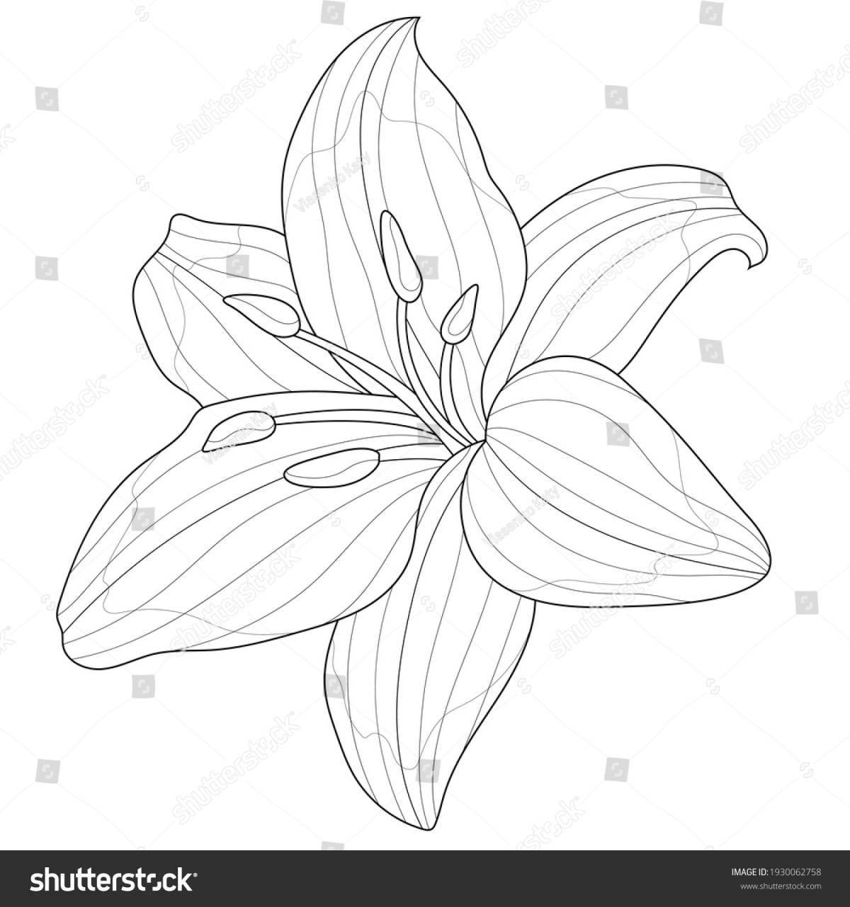 Exquisite sea lily coloring