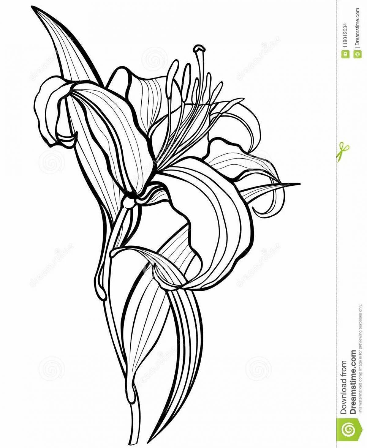 Beautiful sea lily coloring page