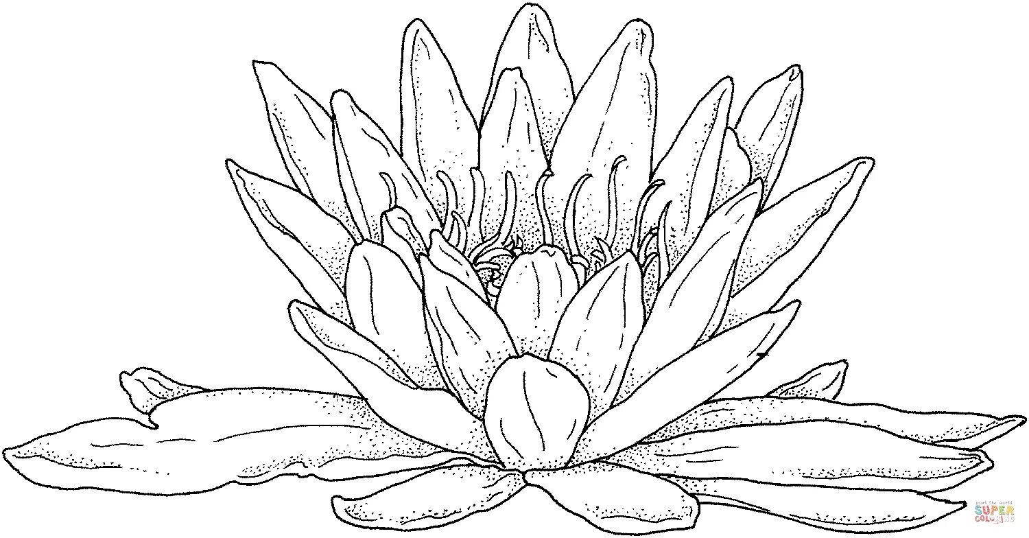 Sparkling sea lily coloring page