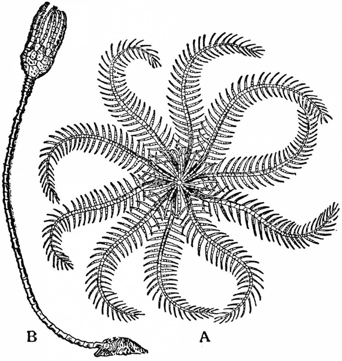 Photo Shiny sea lily coloring book