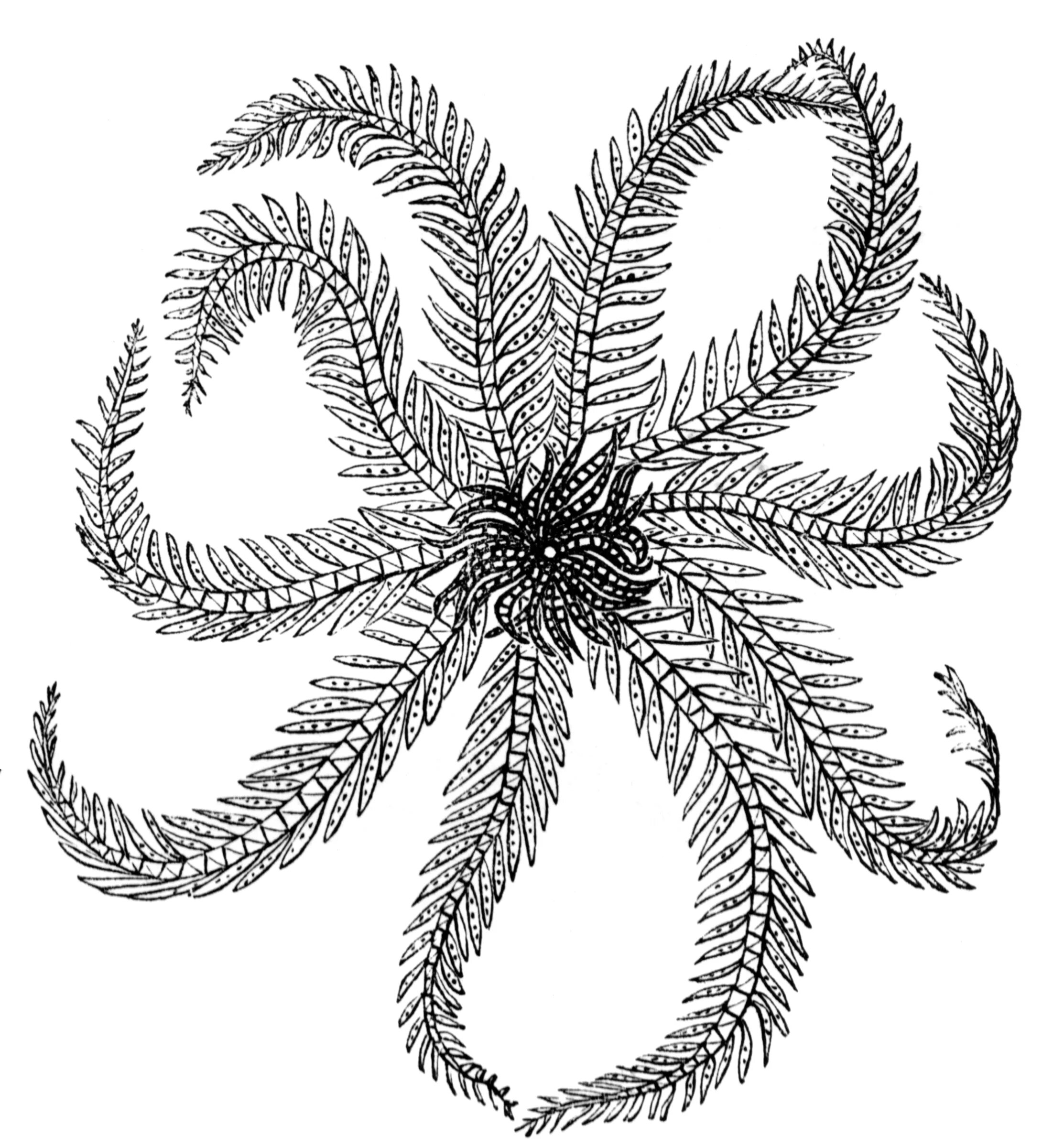 Flowering sea lily coloring page