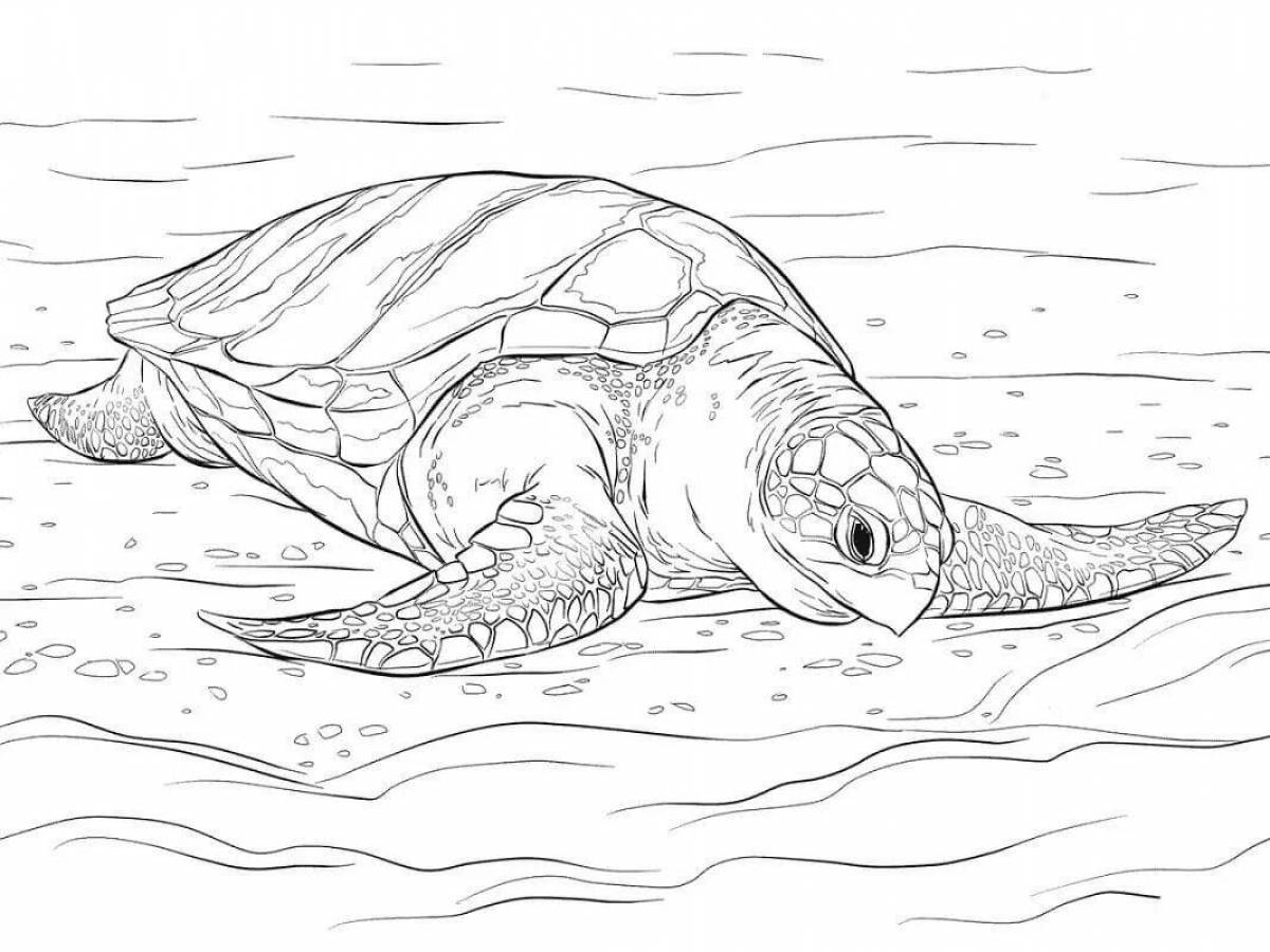 Раскраска великолепная морская черепаха