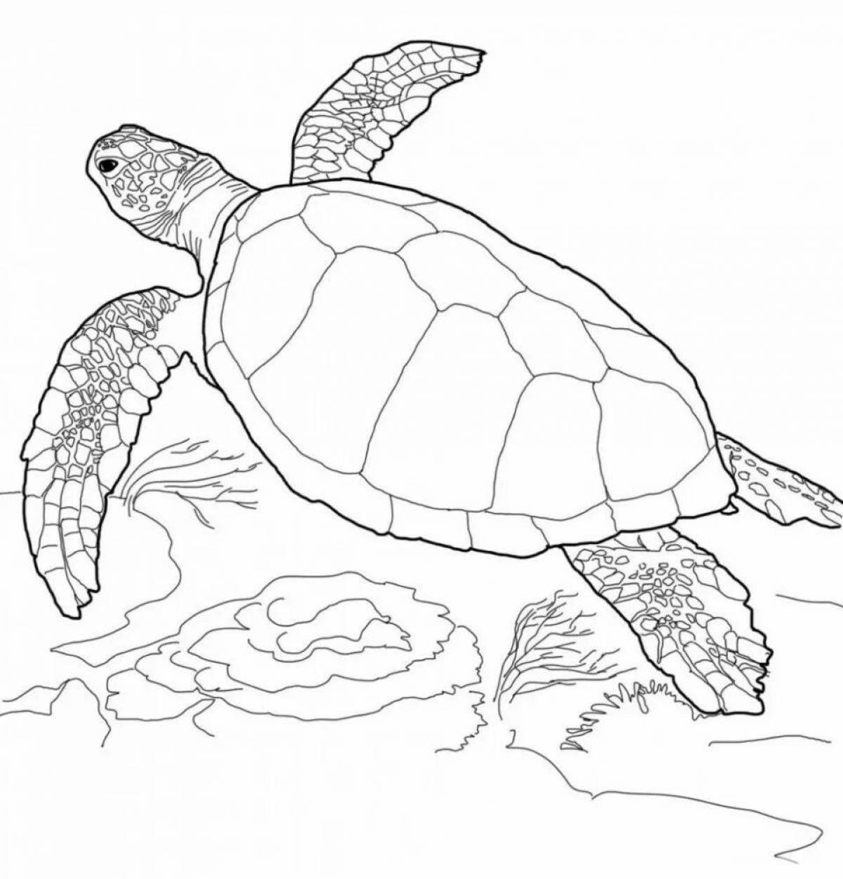 Sea turtles #8