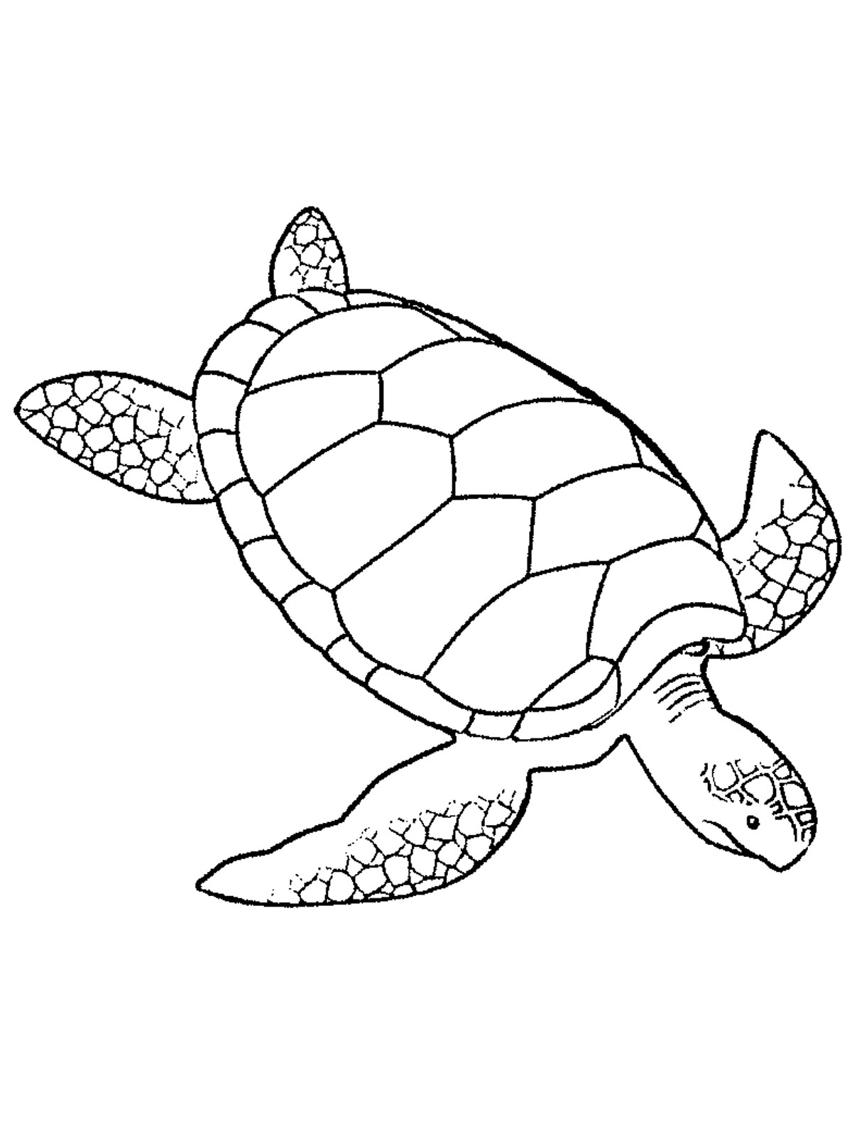 Sea turtles #10