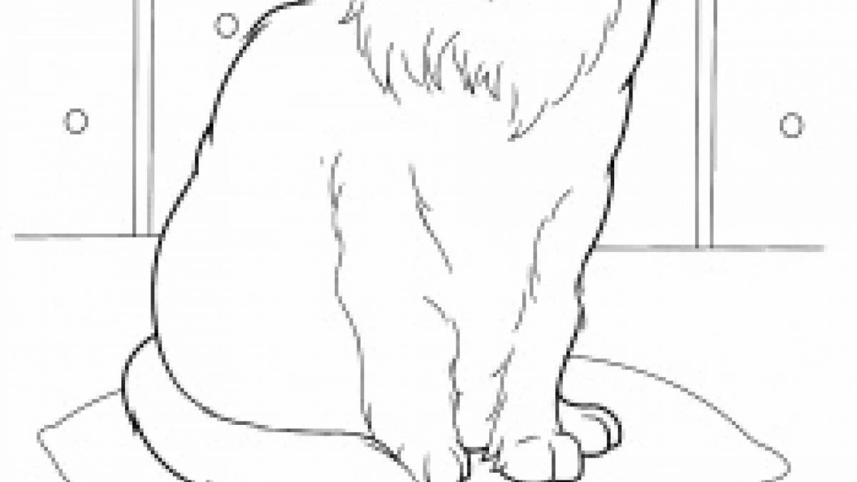 Милая сибирская кошка раскраска