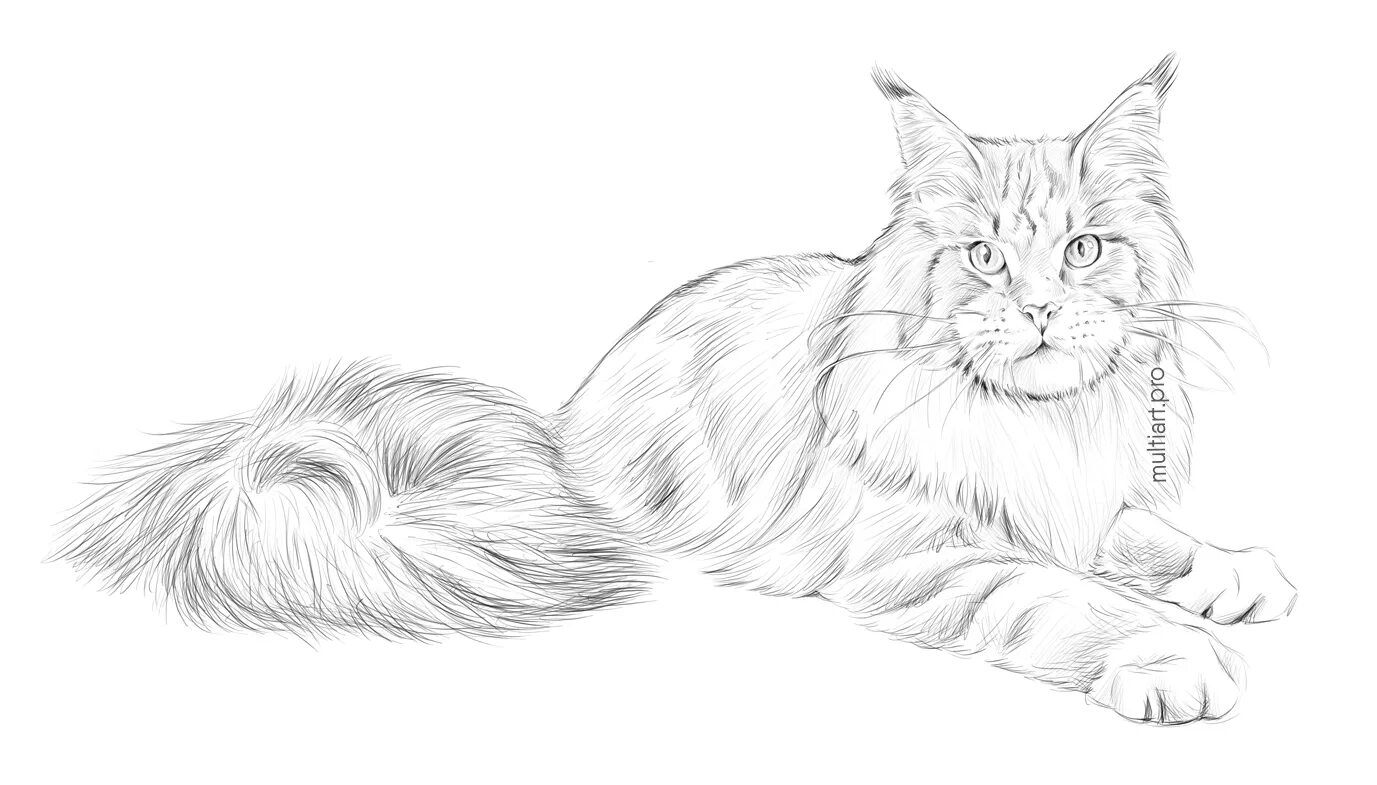Siberian cat #16