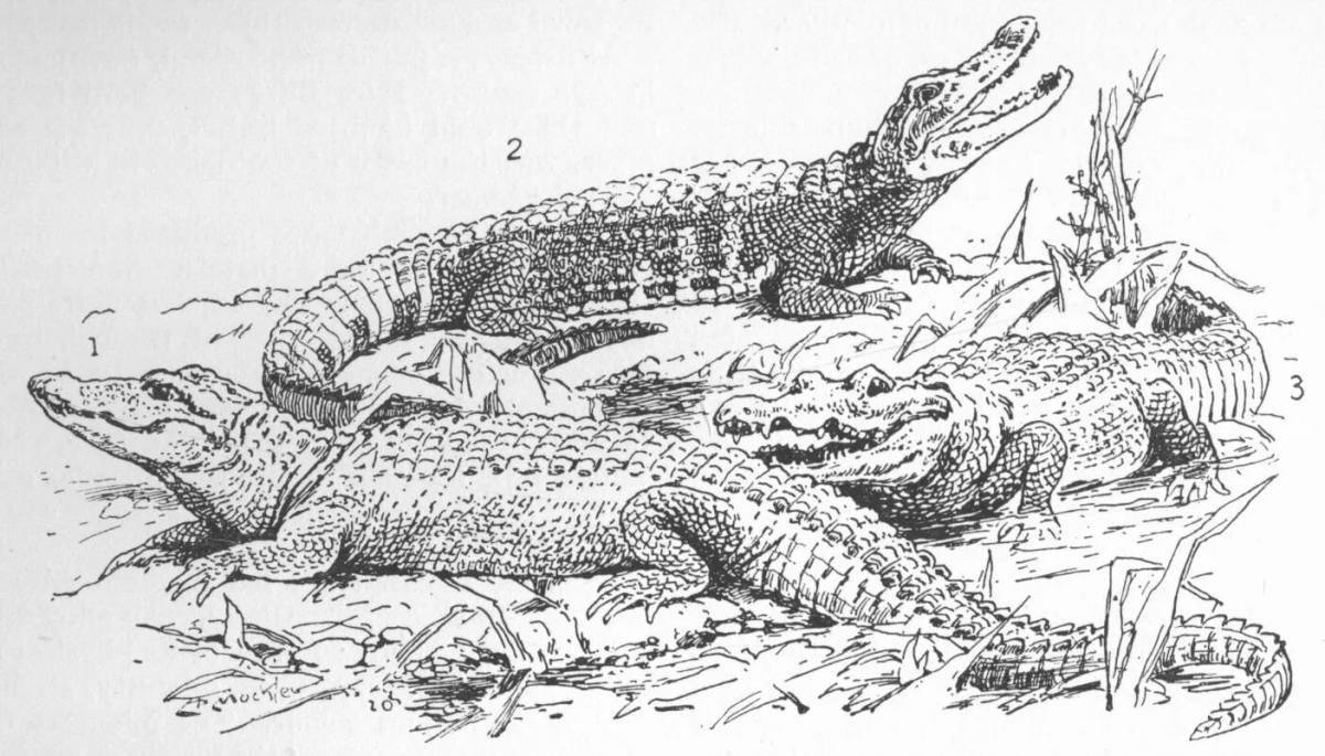 Раскраска яркий гребешковый крокодил