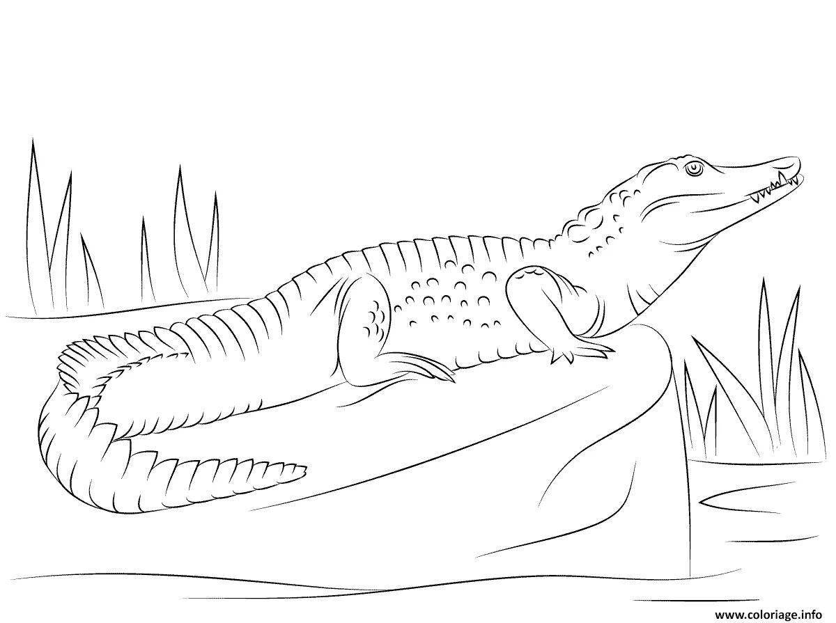 Fun coloring book with crested crocodile