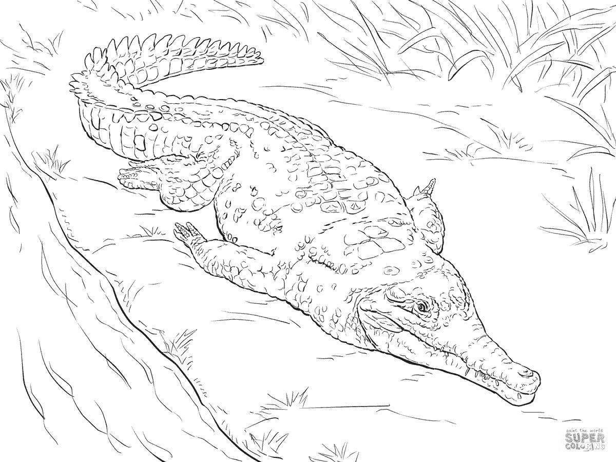 Attractive combed crocodile coloring page