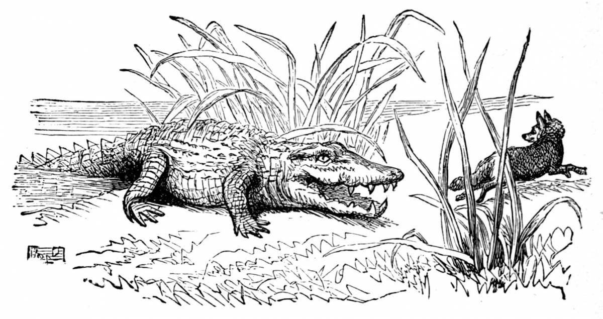 Coloring page amazing combed crocodile