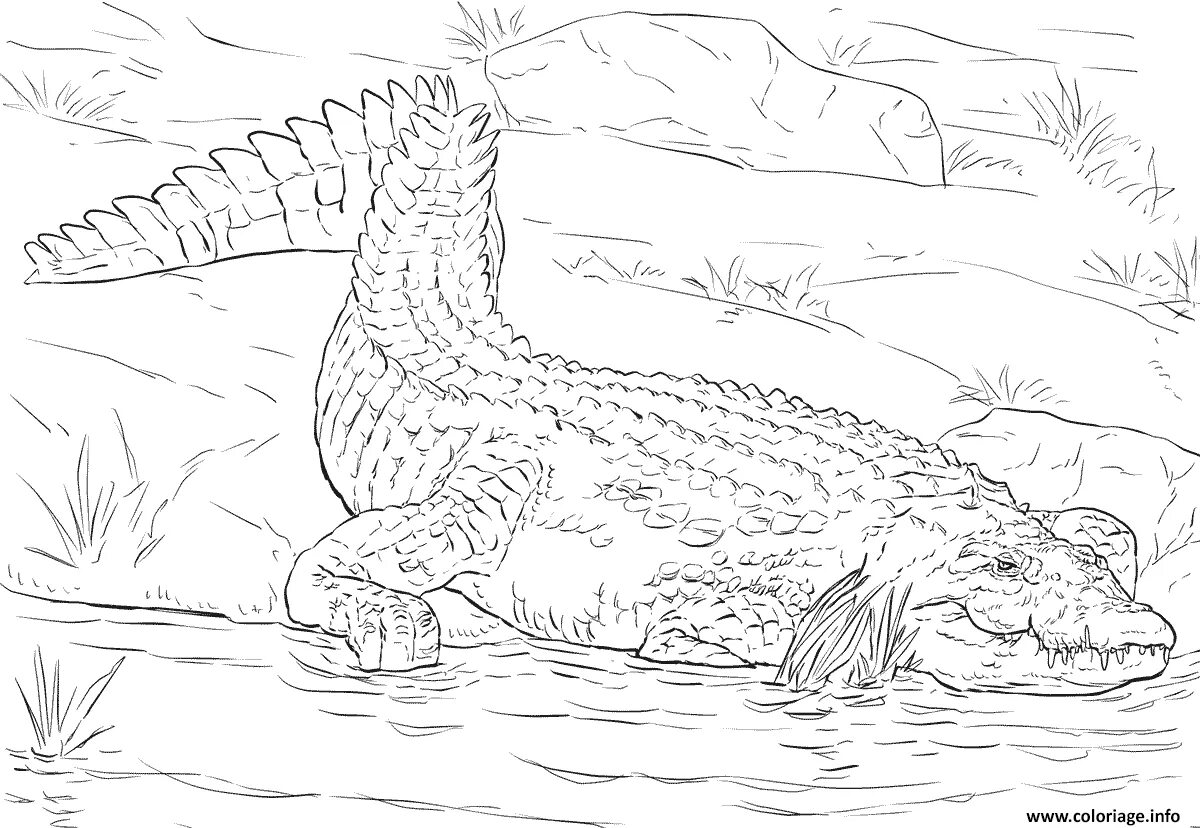 Coloring page wonderful scalloped crocodile