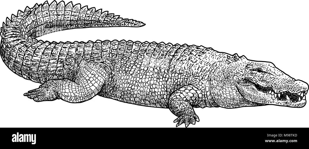 Flawless combed crocodile coloring page