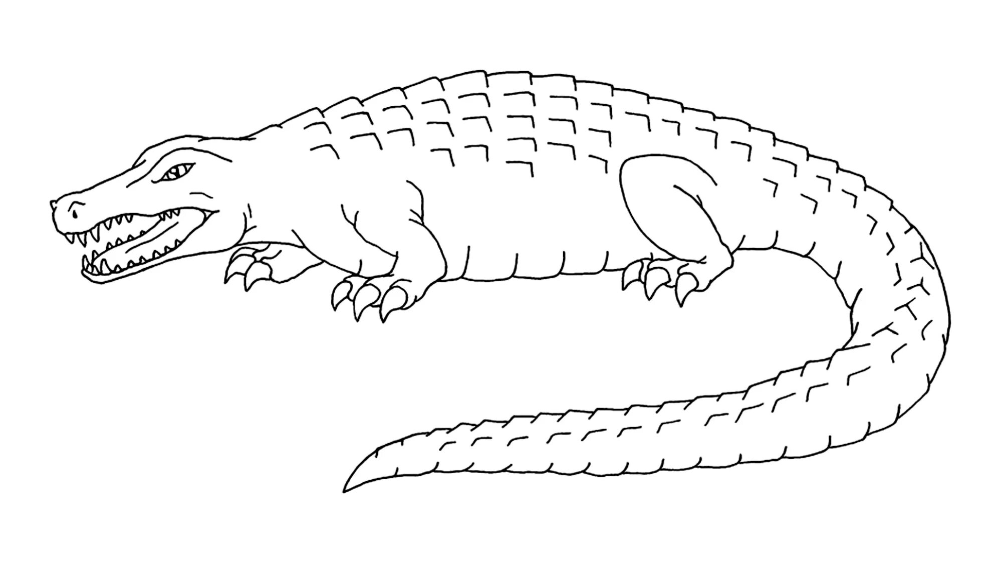 Perfect combed crocodile coloring page