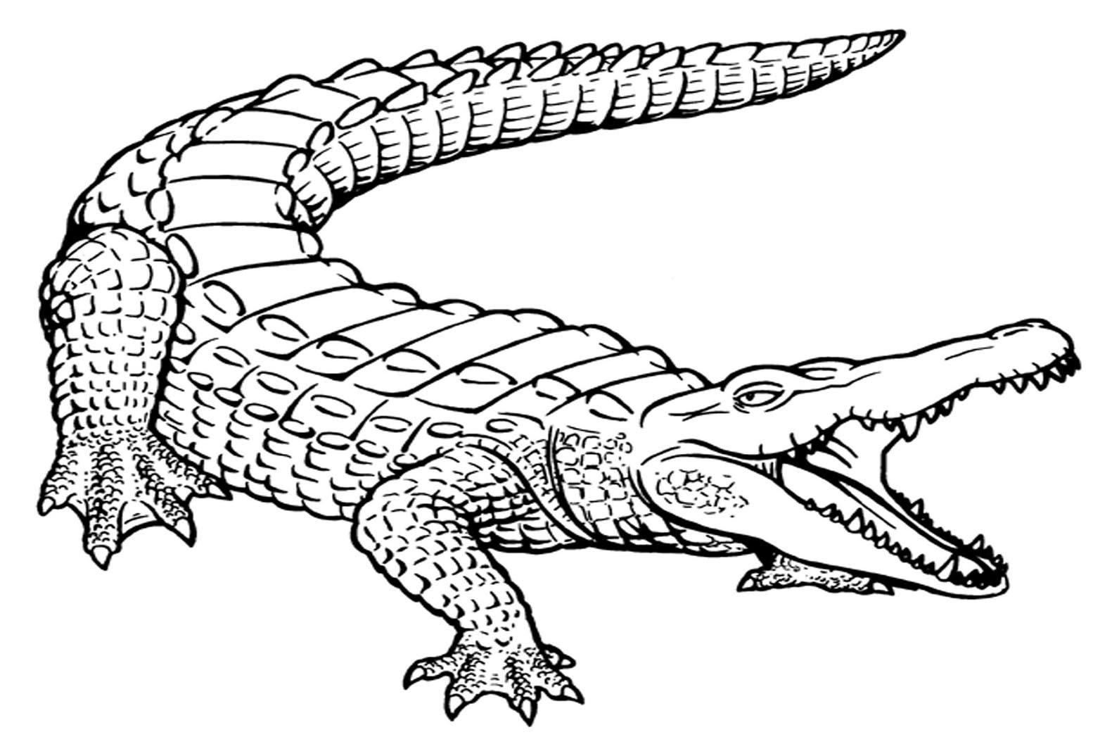 Coloring page elegant combed crocodile