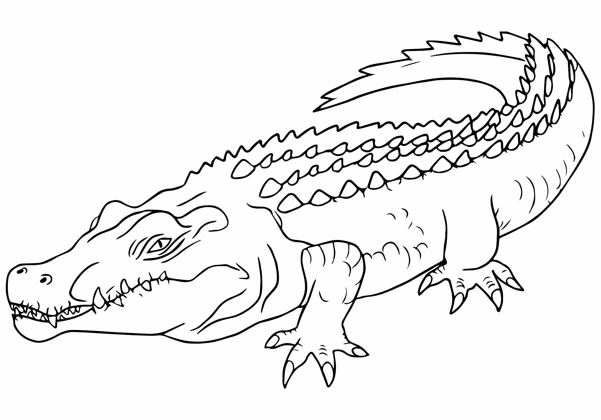 Раскраска утонченный гребешковый крокодил