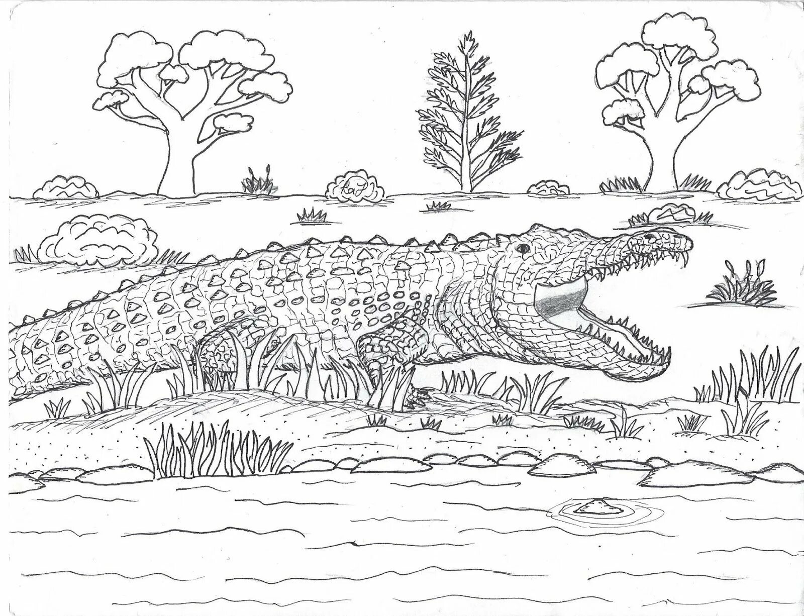 Combed crocodile #1