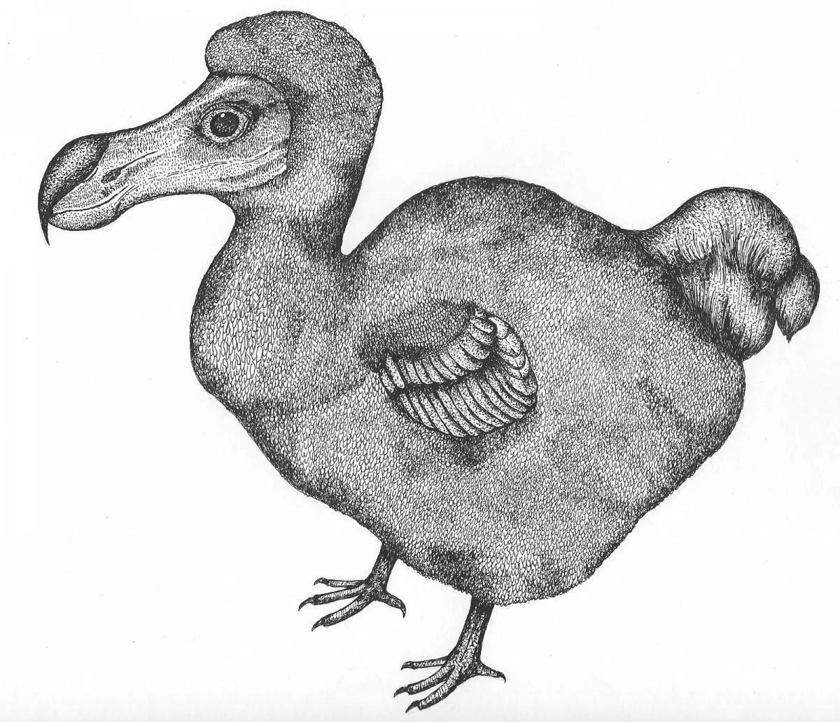 Coloring book joyful dodo bird
